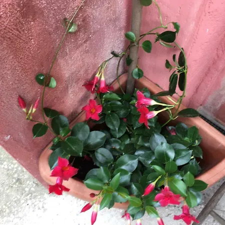 דירה Appia Park 10 Min Dal Colosseo *