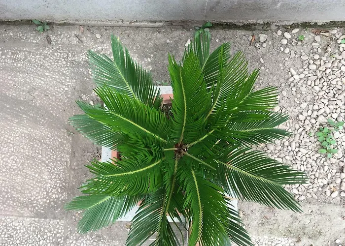 Appia Park 10 Min Dal Colosseo *